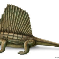 Dimetrodon-relative-mammals-section-Permian-Period-Pangea 