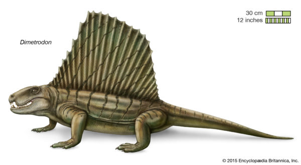 Dimetrodon-relative-mammals-section-Permian-Period-Pangea