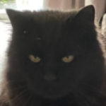 Profile picture of FieryRed1